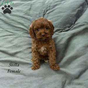 Stella, Cavapoo Puppy